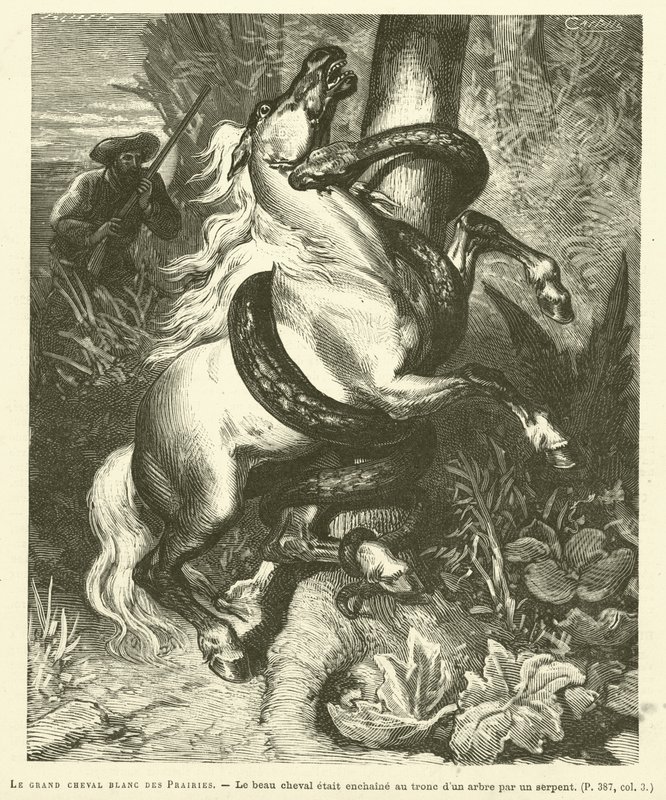 The Great White Horse Of The Prairies (gravering) af French School