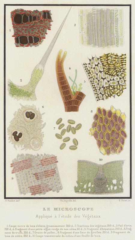 Mikroskopet, anvendt til undersøgelse af planter (farve litho) af French School