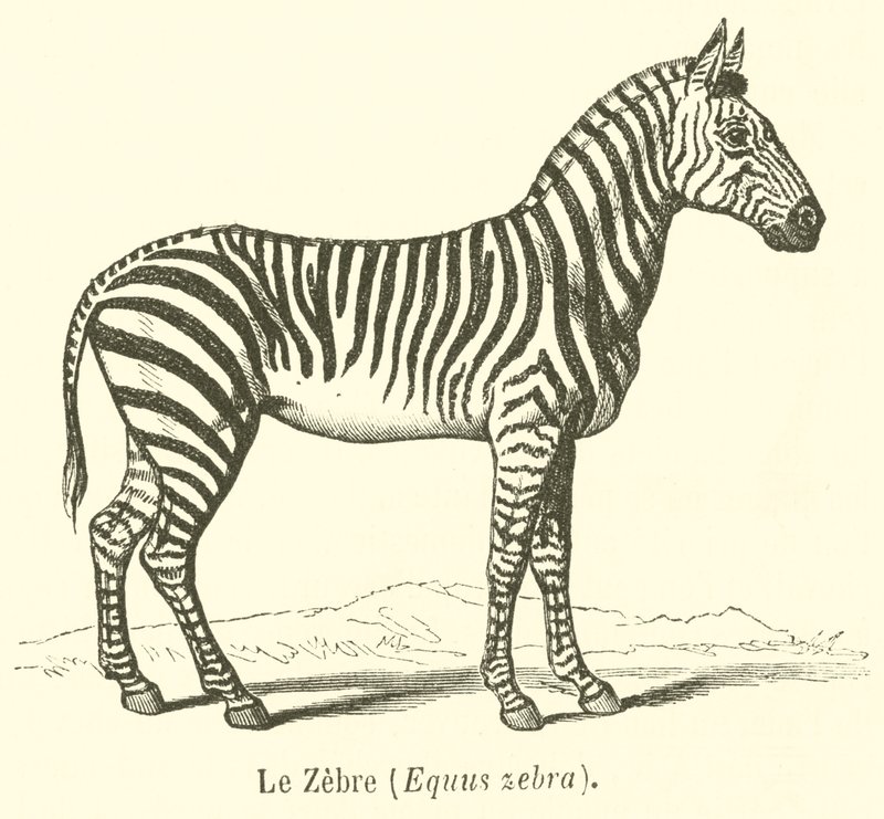Le Zebre, Equus zebra (gravering) af French School