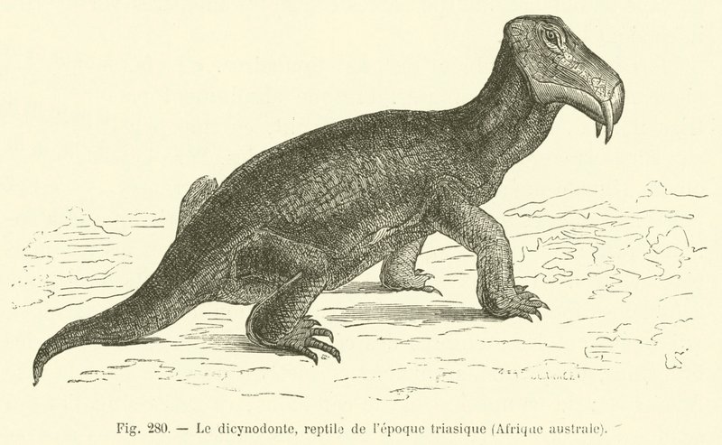 Dicynodonten, krybdyr fra triasperioden, det sydlige Afrika (gravering) af French School