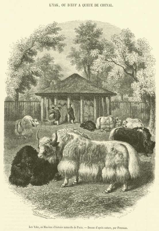 The Yaks, på Paris Natural History Museum (gravering) af French School