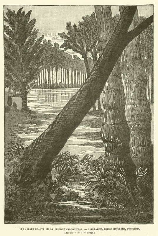 De gigantiske træer fra karbonperioden (gravering) af French School