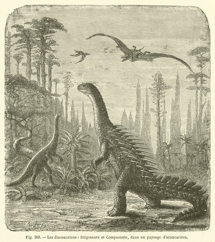 Dinosaurerne, Stegosaurus og Compsonote, i et landskab af Araucaria (gravering) af French School