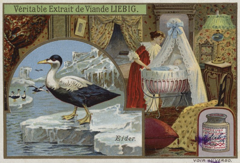 Lækkert kort med en edderfugl af French School