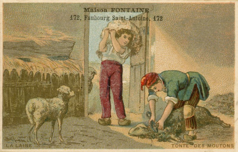 Maison Fontaine handelskort, fåreklipning af French School