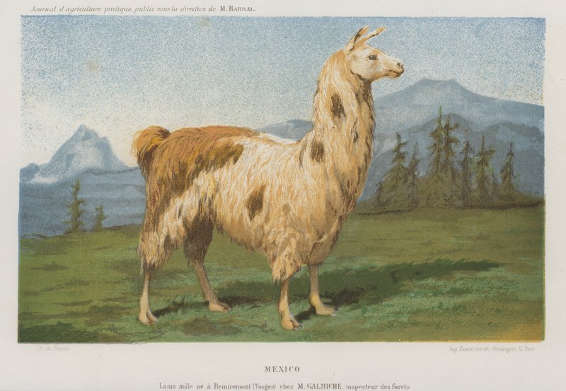Lamahan født i Remiremont (Vosges), Frankrig (chromolitho) af French School