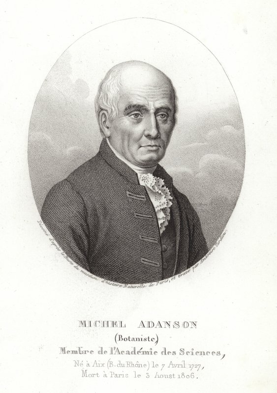 Michel Adanson af French School