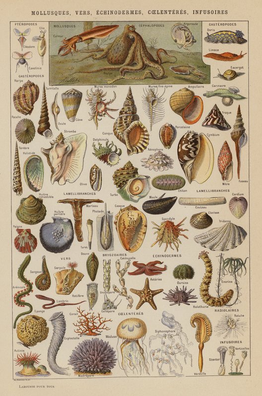 Bløddyr, orme, pighuder, coelenteres, infusorier (farvelitografi) af French School