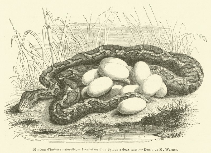 Museum of Natural History, inkubation af en to-stribet python (gravering) af French School