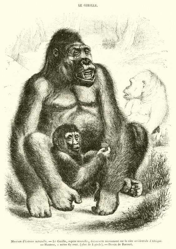 Naturhistorisk museum, Gorillaen (gravering) af French School