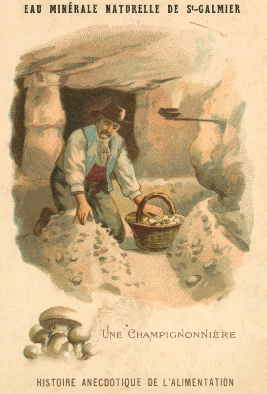 Svampeavler (chromolitho) af French School