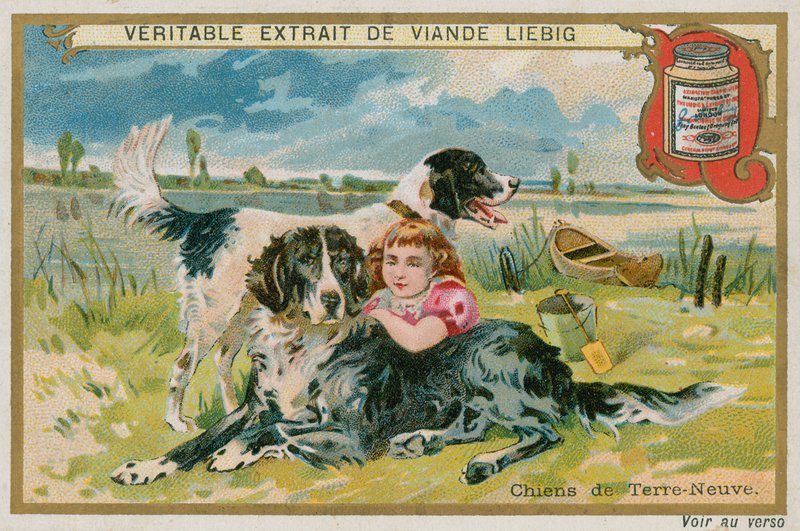 Newfoundland hunde af French School