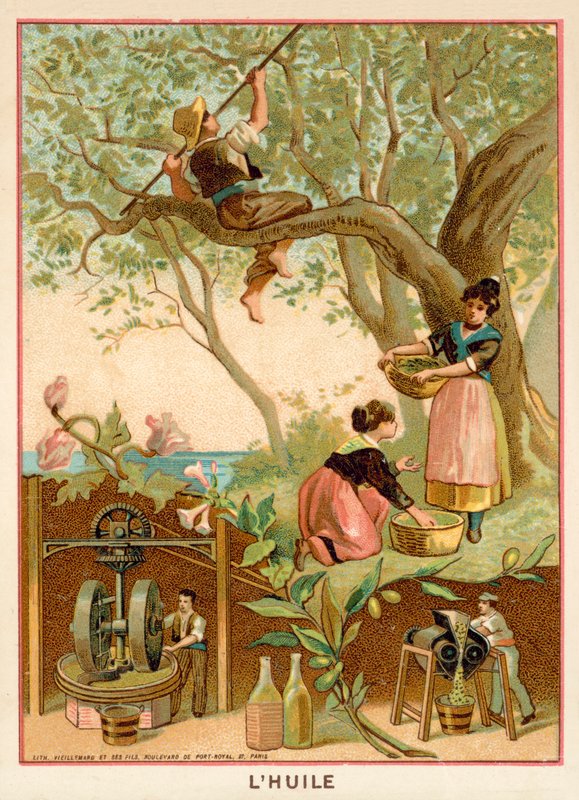 Olivenolie af French School