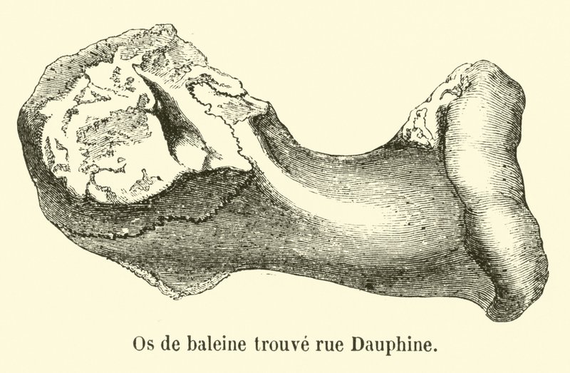 Hvalknogle fundet rue Dauphine af French School