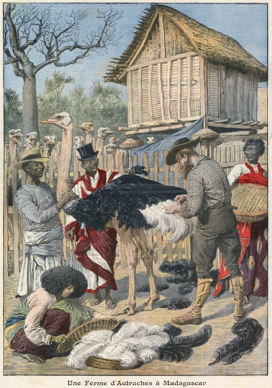 Strudsefarm på Madagaskar af French School