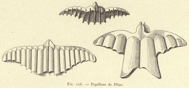 Sommerfugle af Plinius (gravering) af French School