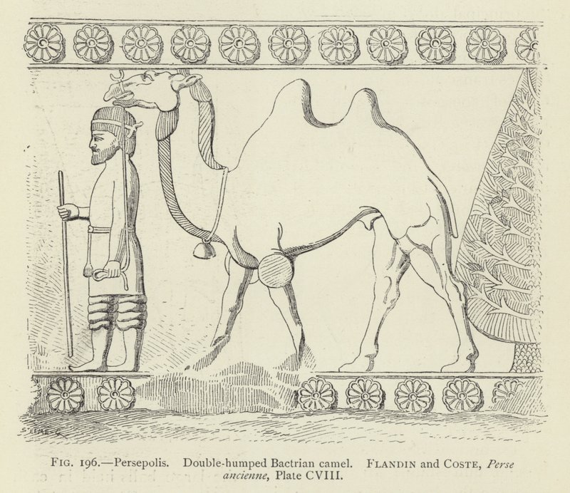 Persepolis, dobbeltpuklet baktrisk kamel af French School