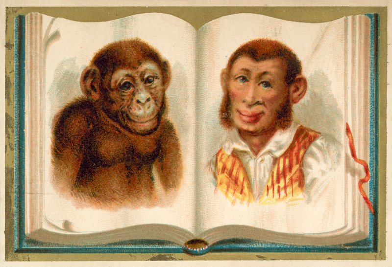 Portrætter af en abe og en mand (chromolitho) af French School