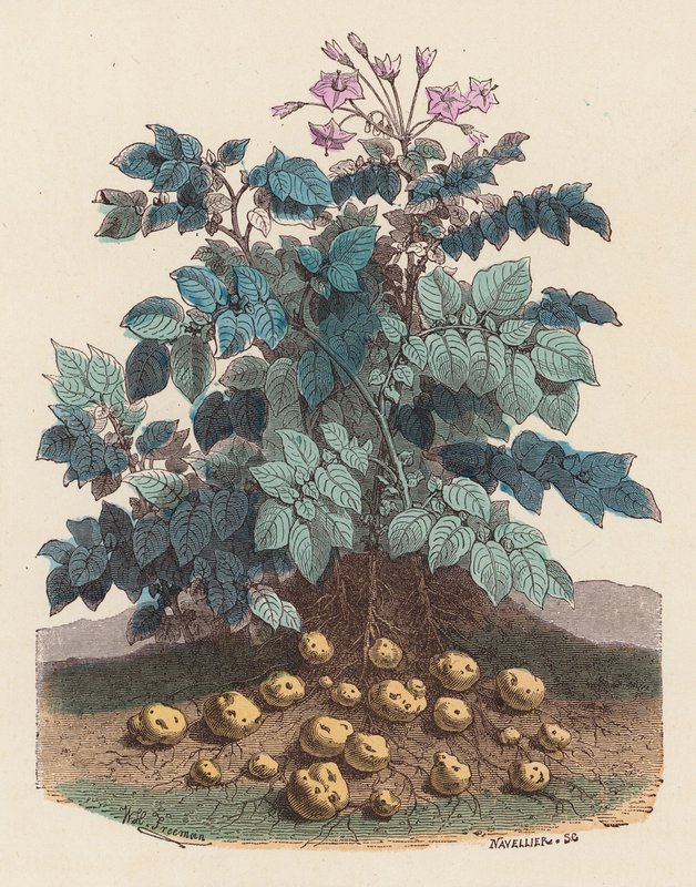 Kartoffelplante (farvet gravering) af French School
