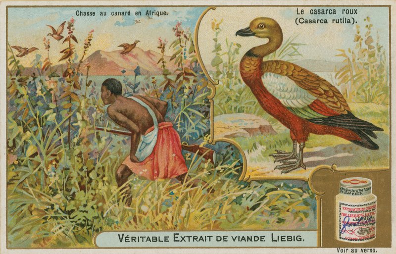 Ruddy Shelduck; andejagt i Afrika af French School