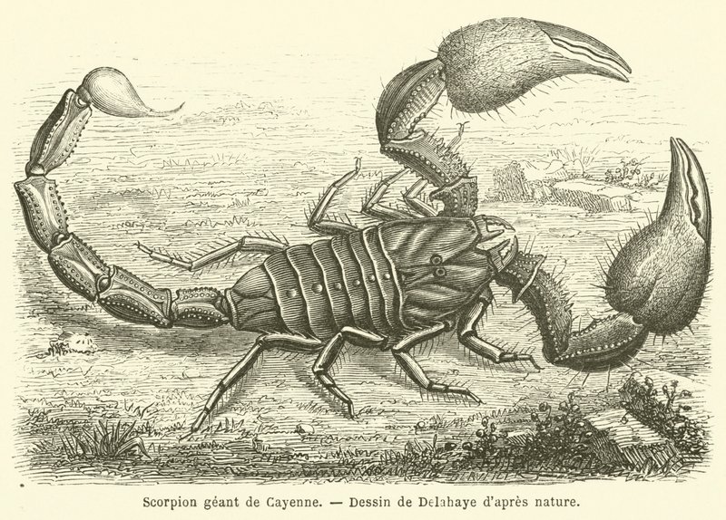 Cayenne kæmpe skorpion (gravering) af French School