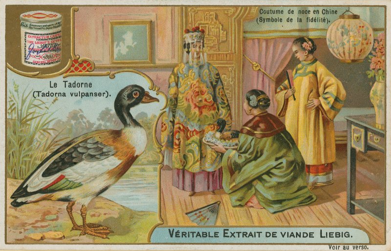 Shelduck; tilbydes som en bryllupsgave i Kina, hvor den betragtes som et symbol på troskab af French School