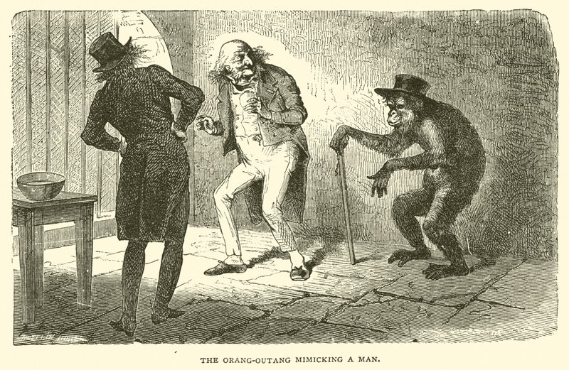 Orang-Outang, der efterligner en mand (kobberstik) af French School