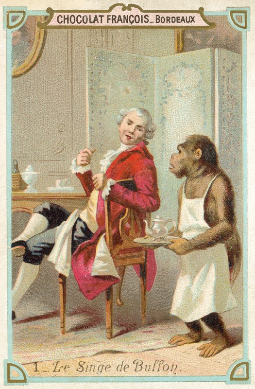 Aben af Comte de Buffon, fransk naturforsker (chromolitho) af French School