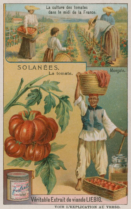 Tomat - handelskort fra Liebig Company, af French School