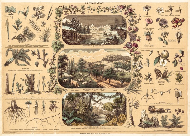 Vegetation (farve litho) af French School
