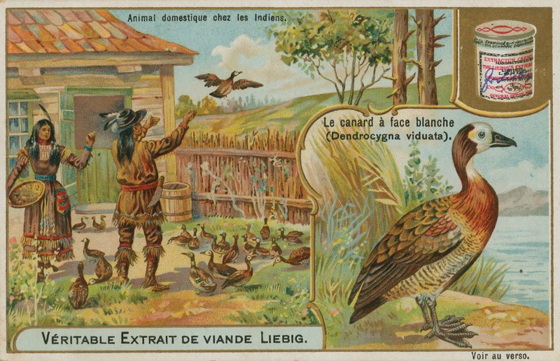 White-faced Whistling Duck, tæmmet af amerikanske indianere af French School