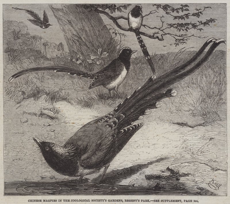 Kinesiske Magpies i Zoological Society
