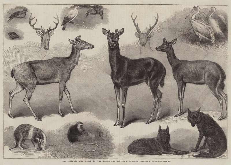 Nye dyr og fugle i Zoologisk Selskabs Have, Regents Park af Friedrich Wilhelm Keyl