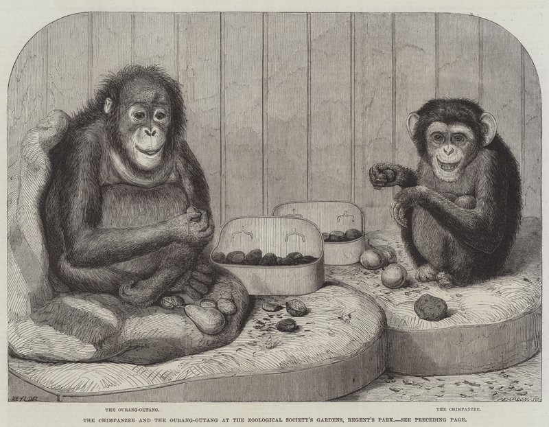 Chimpanse og Ourang-Outang i Zoological Society