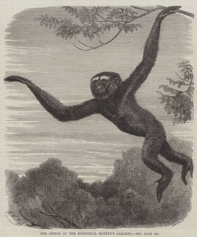 Gibbonen ved Zoologisk Selskabs Have af Friedrich Wilhelm Keyl