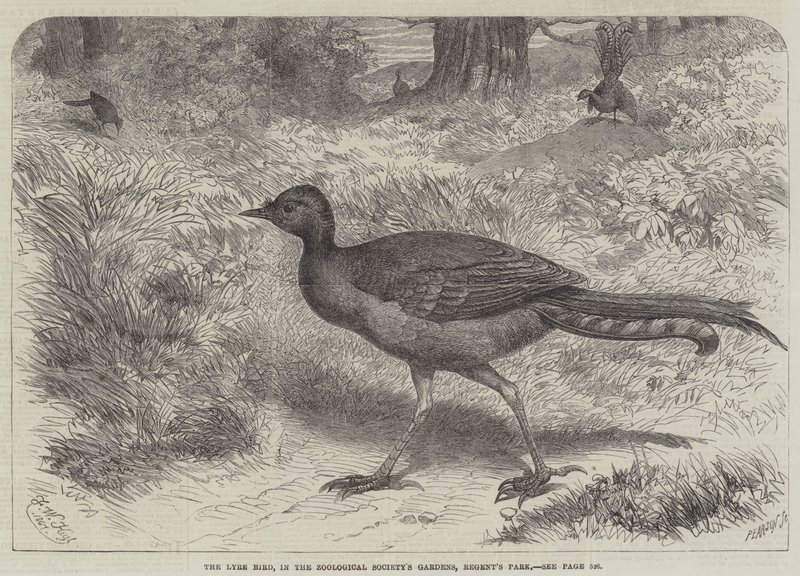 Lyrefuglen, i Zoologisk Selskabs Have, Regents Park af Friedrich Wilhelm Keyl