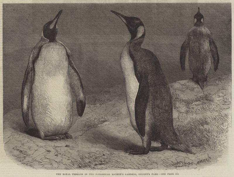 Den kongelige pingvin i Zoological Society