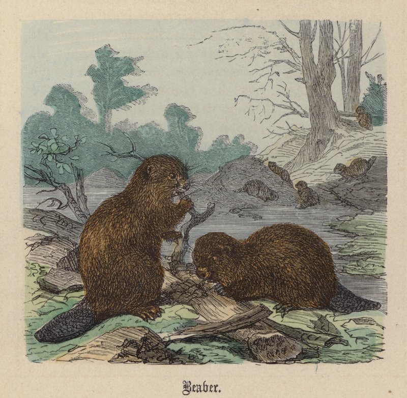 Bæver (farvet gravering) af Friedrich Specht
