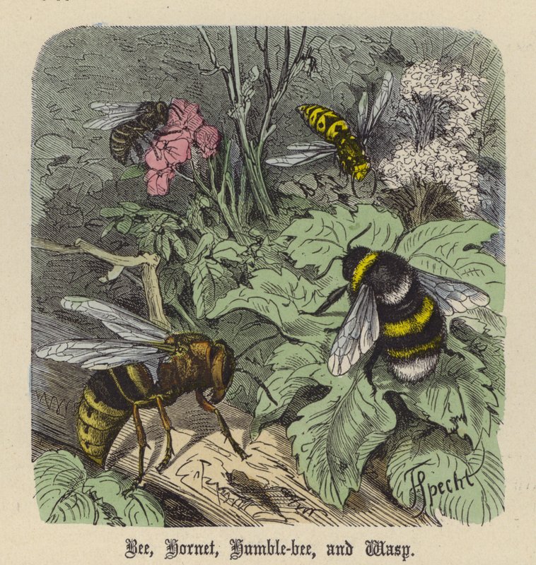 Bi, Hornet, Humble-Bee og Hveps (farvet gravering) af Friedrich Specht