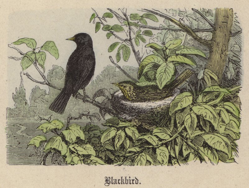 Blackbird (farvet gravering) af Friedrich Specht