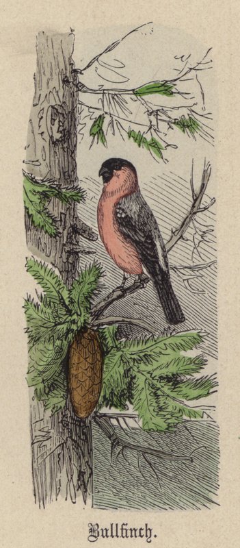 Bullfinch (farvet gravering) af Friedrich Specht