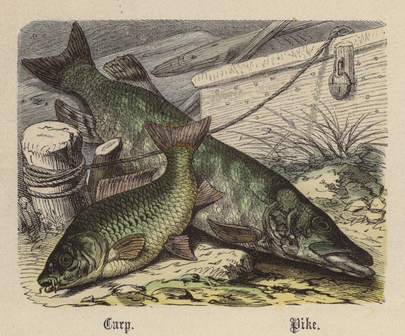 Karper, gedde (farvet gravering) af Friedrich Specht