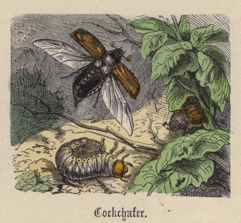 Cockchafer (farvet gravering) af Friedrich Specht