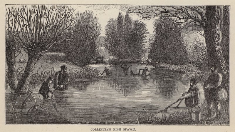 Indsamling af fiskegyd (gravering) af Friedrich Specht