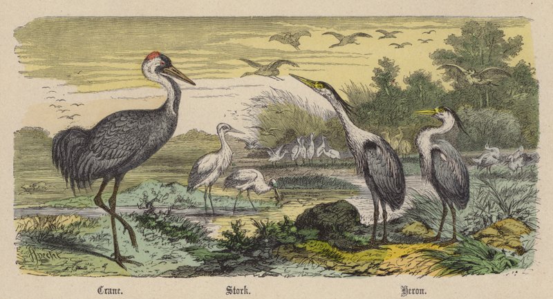 Trane, Stork, Hejre (farvet gravering) af Friedrich Specht