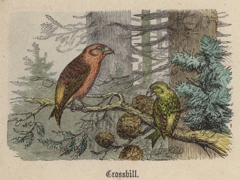 Korsnæb (farvet gravering) af Friedrich Specht