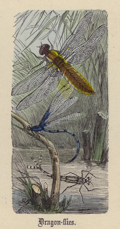 Dragon-fluer (farvet indgravering) af Friedrich Specht