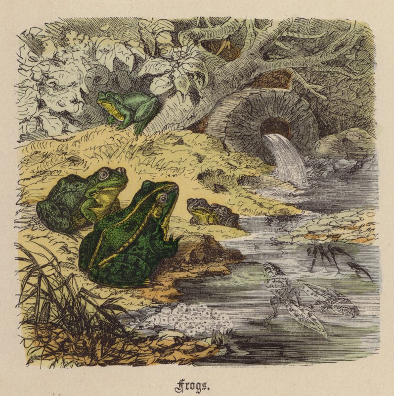Frøer (farvet gravering) af Friedrich Specht