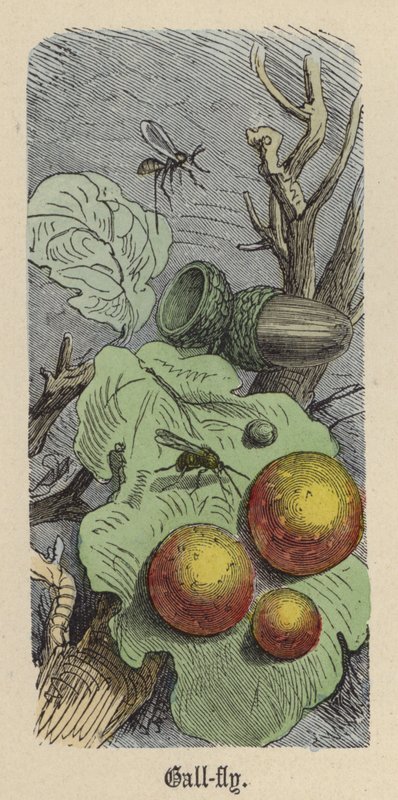 Galdeflue (farvet gravering) af Friedrich Specht