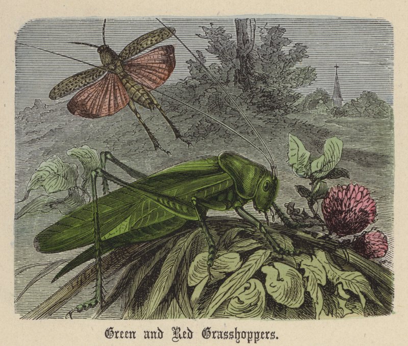 Grønne og røde græshopper (farvet gravering) af Friedrich Specht